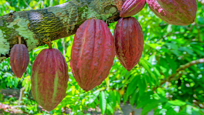 cacaoboom-17042019.jpg cacaoboom-17042019.jpg