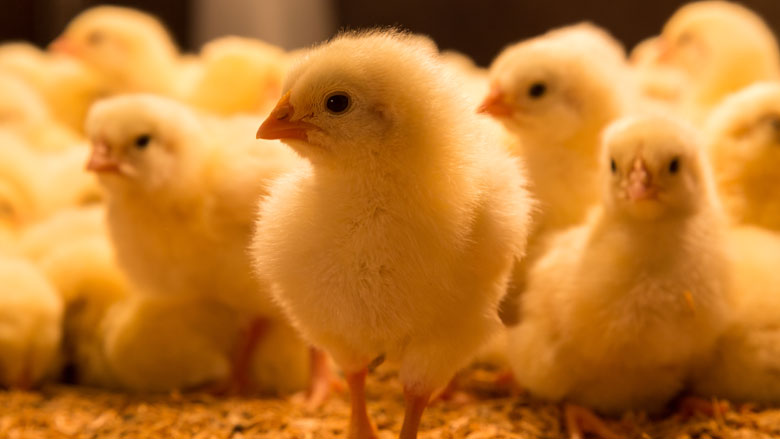 kuikenmisbruik-03042019.jpg kuikenmisbruik-03042019.jpg