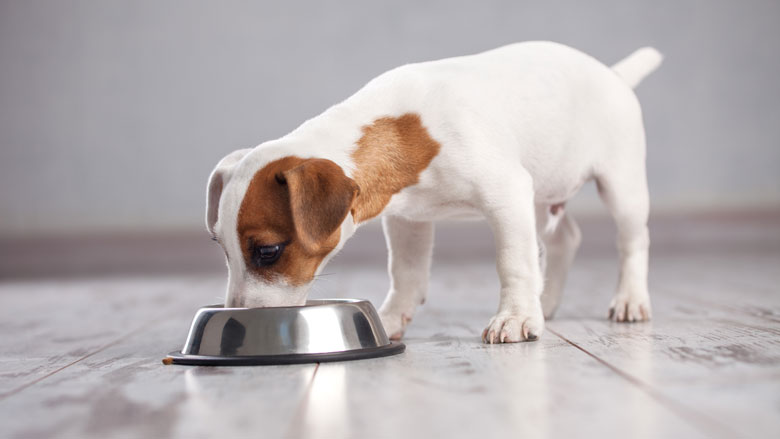 2212020puppy.jpg 2212020puppy.jpg