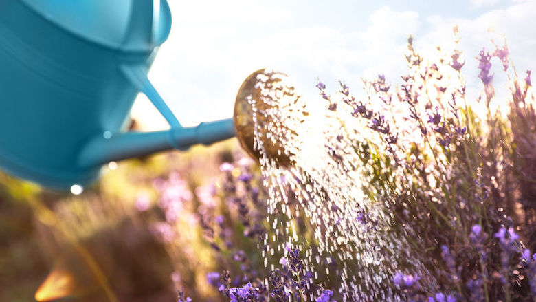 200724 bewateren.jpg