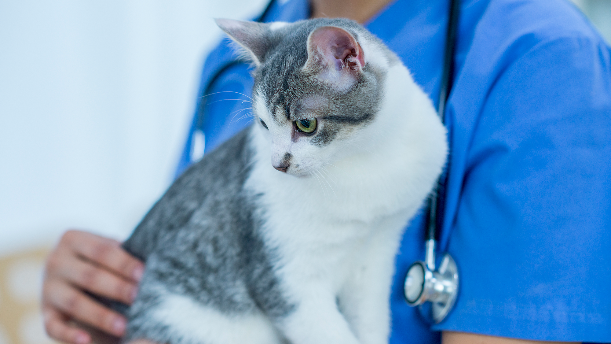 Poes Bij De Dierenars.png (1)