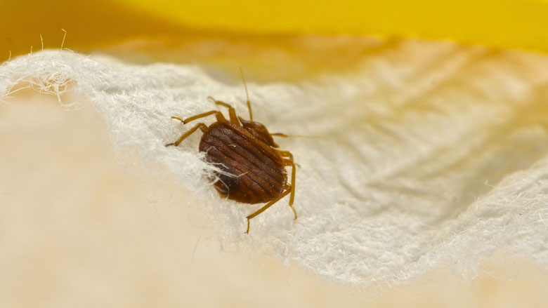 bedwants-bedbug-insect.jpeg bedwants-bedbug-insect.jpeg