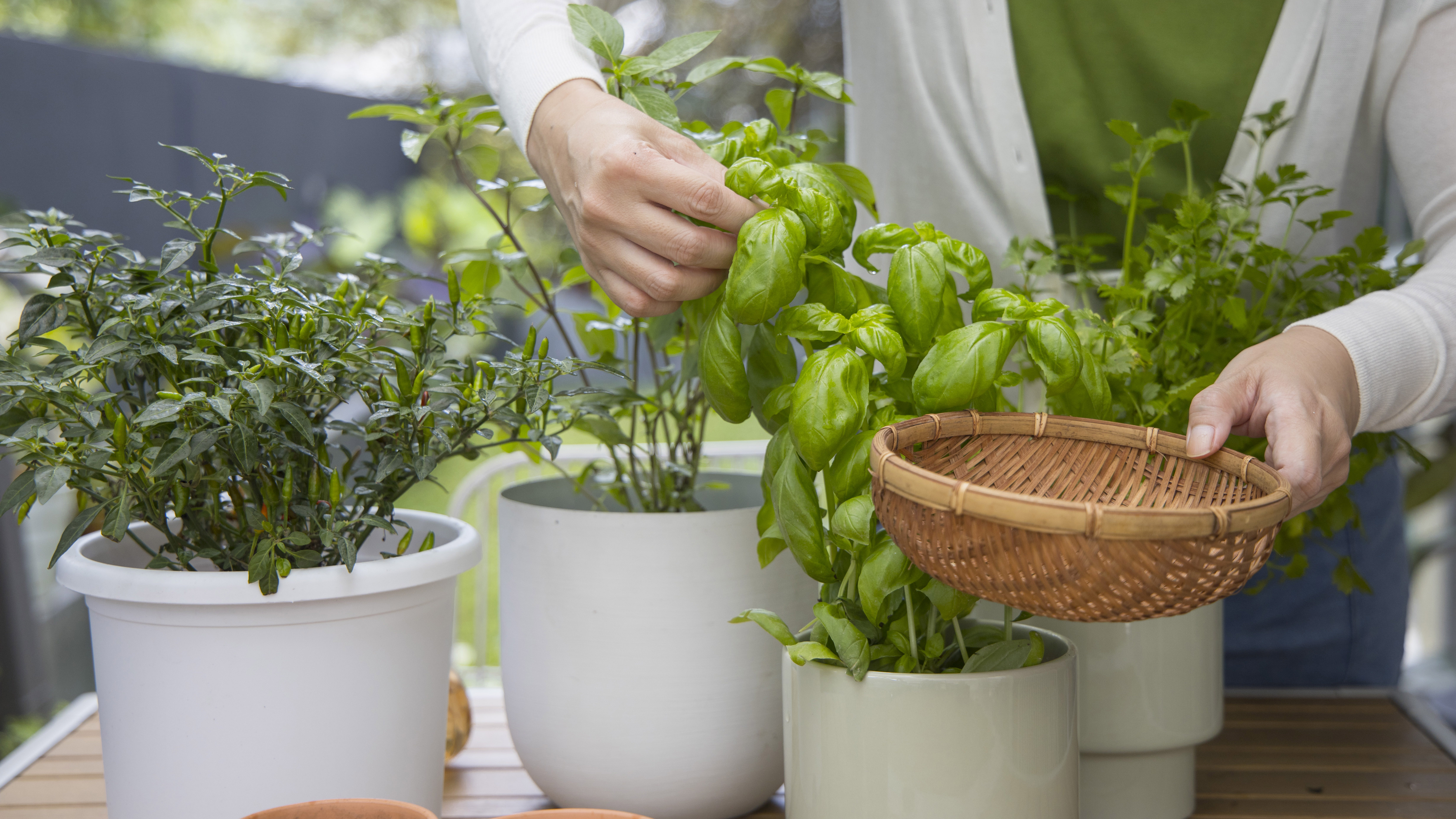 Kruidenplantjes Kruidenplantjes