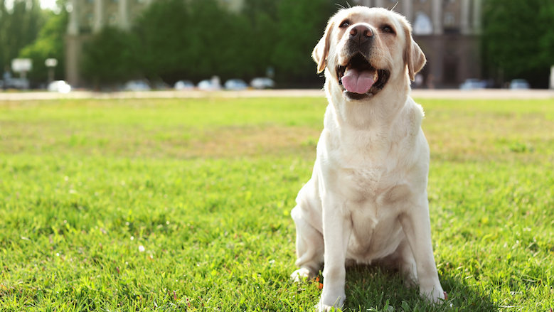 201021 golden retriever.jpg 201021 golden retriever.jpg