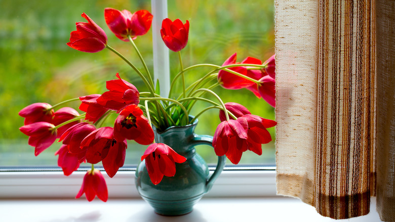 Slappe tulp42615106_l_normal_none.jpg Slappe tulp42615106_l_normal_none.jpg