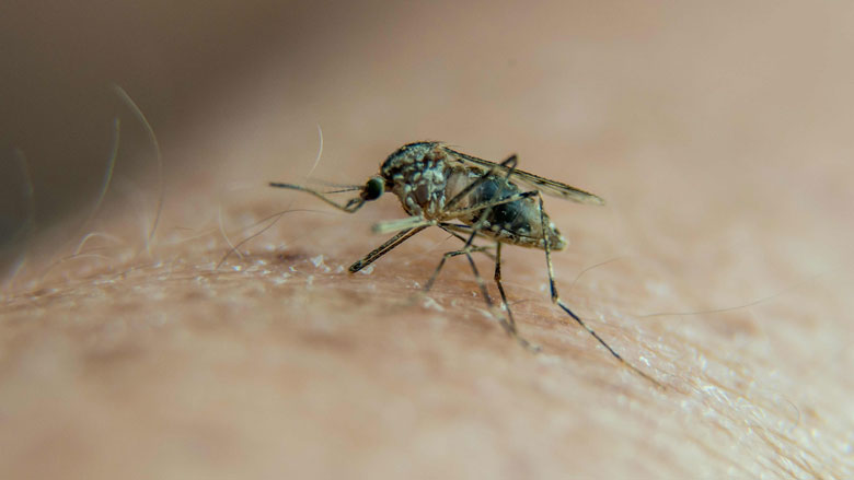 malariavaccin-231117.jpg malariavaccin-231117.jpg