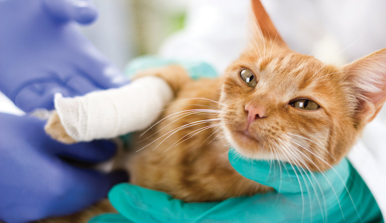 24082021 huisdier.jpg