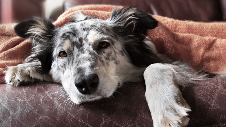 ZiekeHond_18.05.2020.jpg ZiekeHond_18.05.2020.jpg