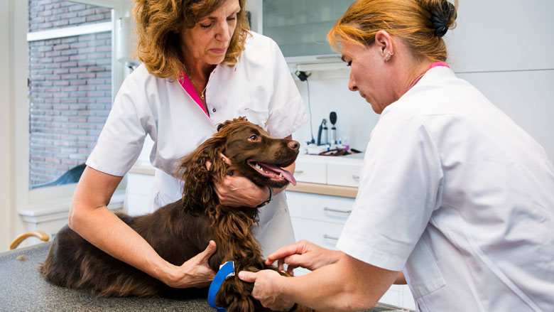Dierenarts_2020.jpg Dierenarts_2020.jpg