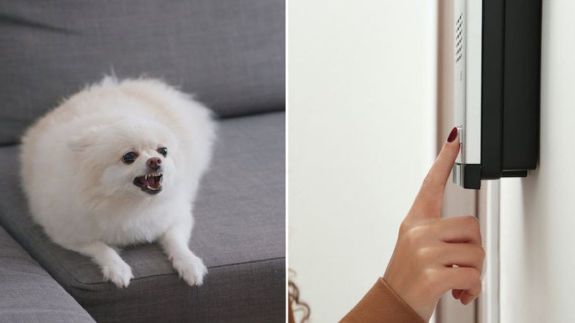 Hond blijft blaffen als de bel gaat met deze truc kun je het afleren! Radar het