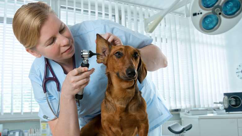 dierenarts_780.jpg dierenarts_780.jpg