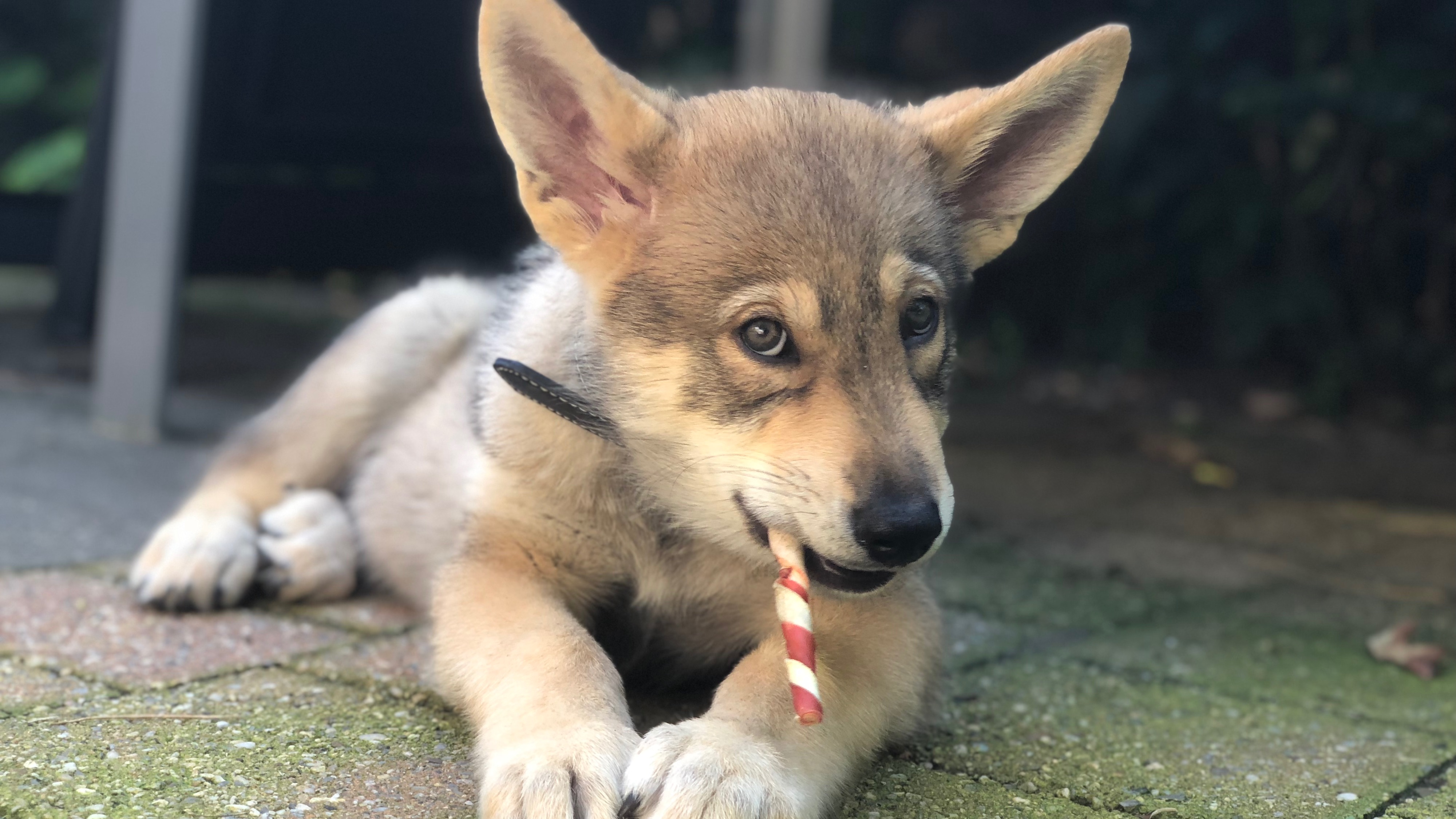 teddy puppy-2.jpg teddy puppy-2.jpg