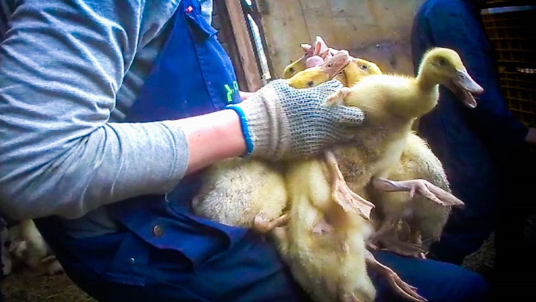 eendenmishandeling-animalrights05072018.jpg eendenmishandeling-animalrights05072018.jpg