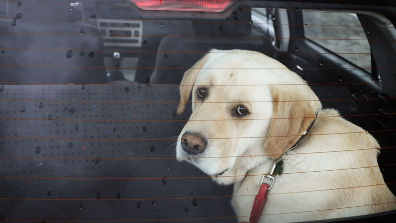 hond-in-auto081617.jpg hond-in-auto081617.jpg