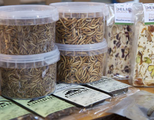 insecten_eten_anp_312.jpg insecten_eten_anp_312.jpg