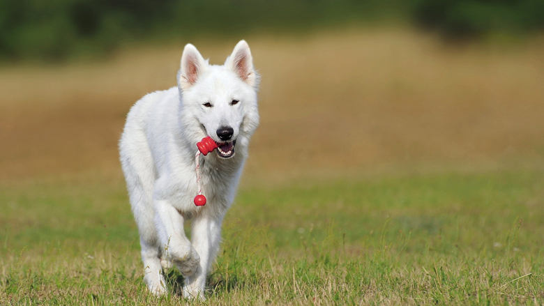 780x439_hond_16092017.jpg
