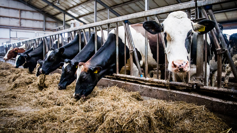 koeien-veehouderij-fosfaat-15022019.jpg koeien-veehouderij-fosfaat-15022019.jpg
