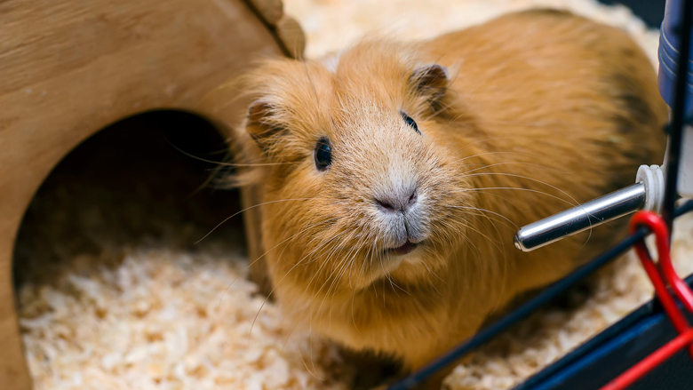 cavia080917.jpg cavia080917.jpg