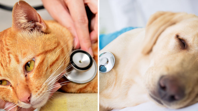 30112021 zieke huisdieren 1.jpeg