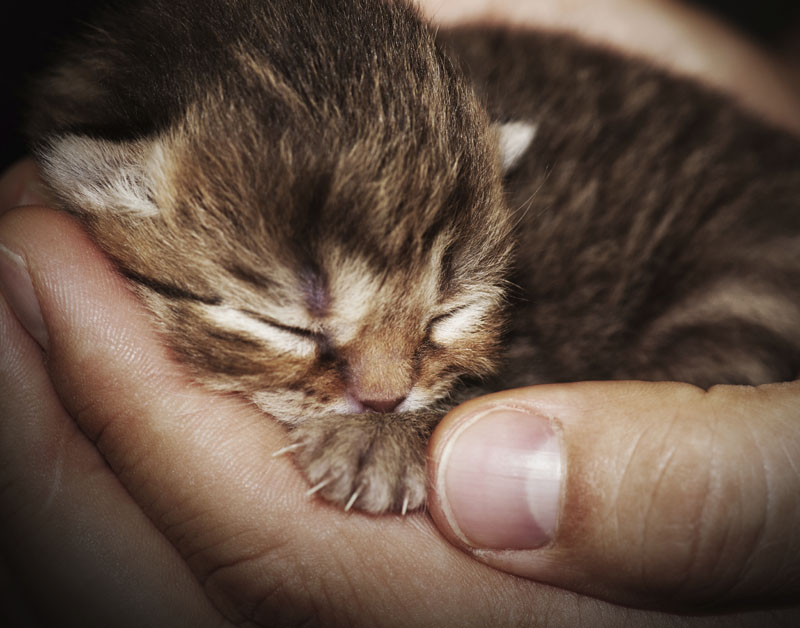 kitten_kat_baby_poes_800x628.jpg kitten_kat_baby_poes_800x628.jpg