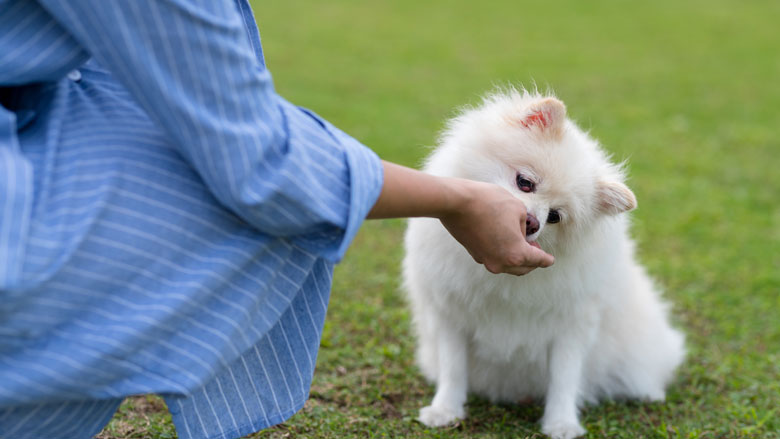 Dierensnacks_29.06.2020.jpg Dierensnacks_29.06.2020.jpg
