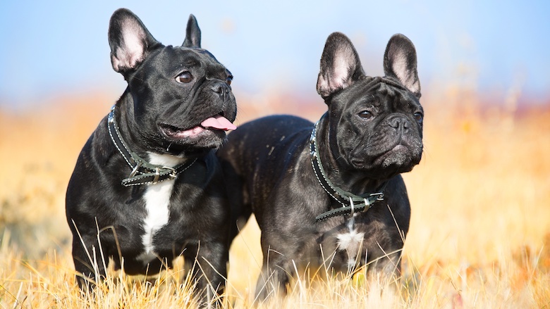 25:05 franse bulldog.jpg 25:05 franse bulldog.jpg