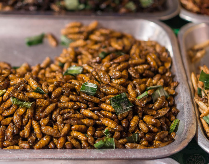 insecten_eten_628.jpg insecten_eten_628.jpg