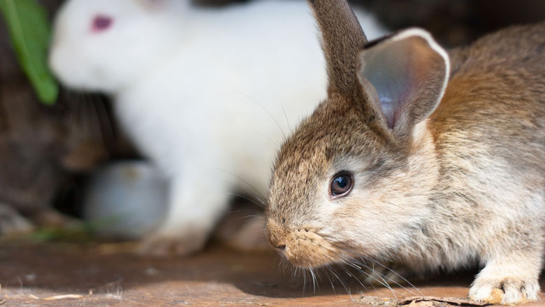 konijnzielig780.jpg