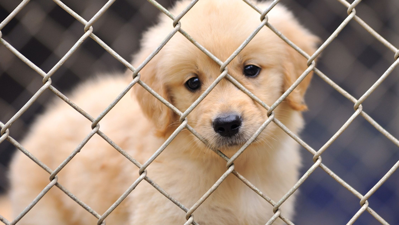 illegaalpuppy.jpg illegaalpuppy.jpg