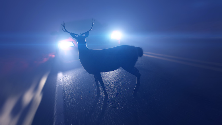 22102020 Radar aanrijding wild dier.jpg 22102020 Radar aanrijding wild dier.jpg
