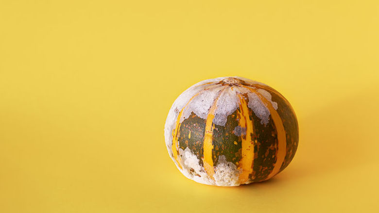 201207 schimmel fruit.jpg