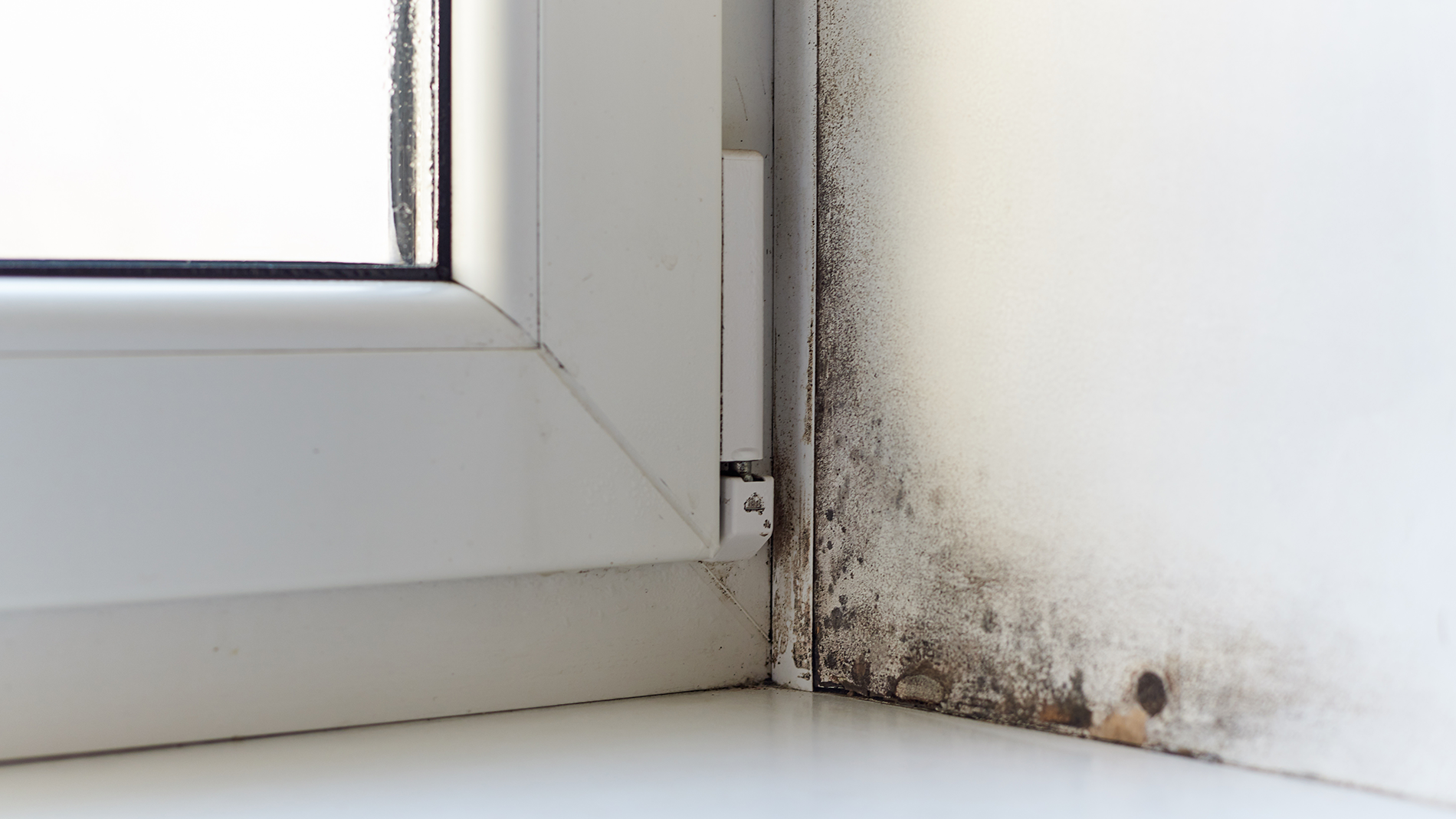 Woning Onder De Schimmel