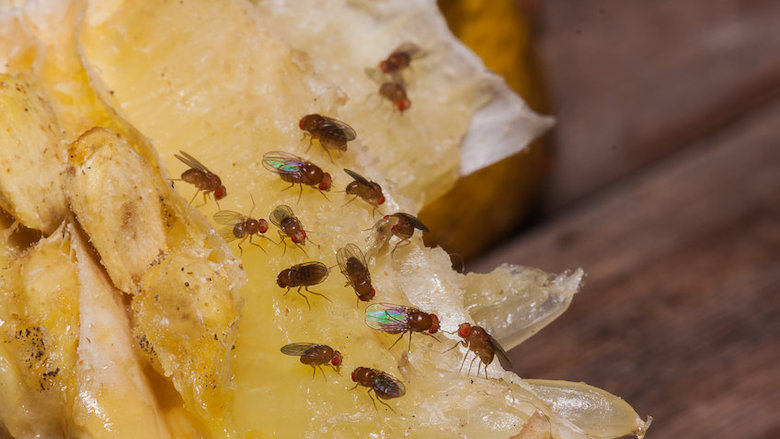 last van veel fruitvliegjes