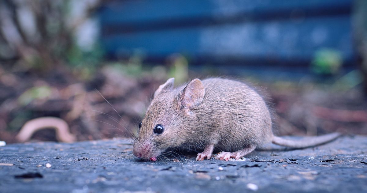 Waarom verboden lijmplanken voor ratten en muizen nog gewoon verkocht worden