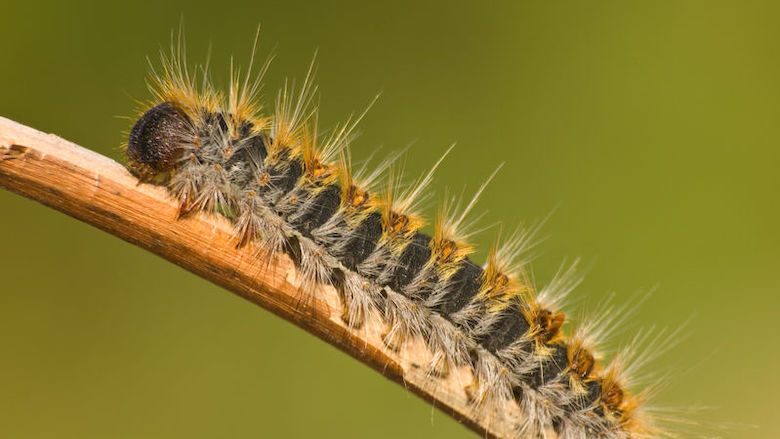 200519 processierups web.jpg