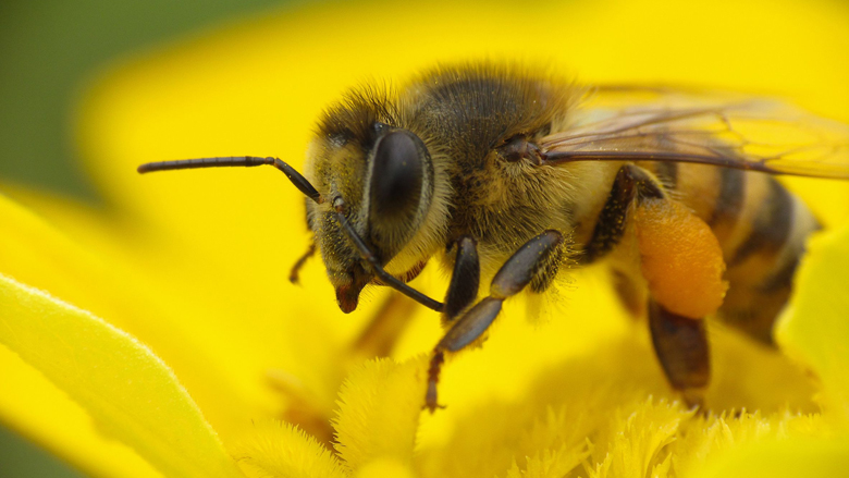 bijen_pesticiden-780.jpg bijen_pesticiden-780.jpg
