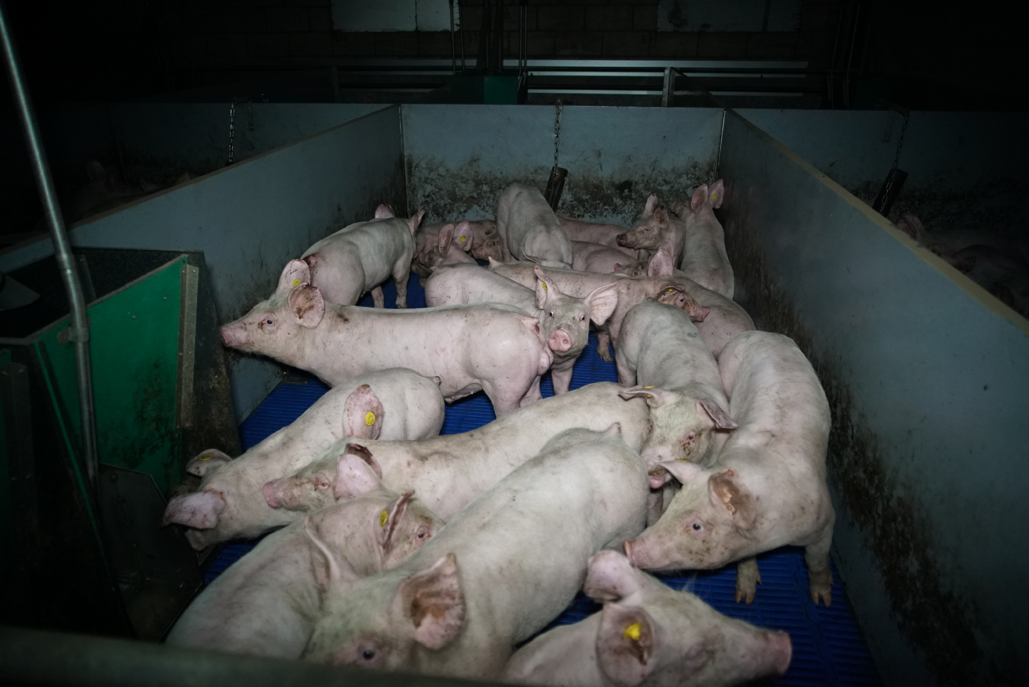 varken-22012019.jpg varken-22012019.jpg