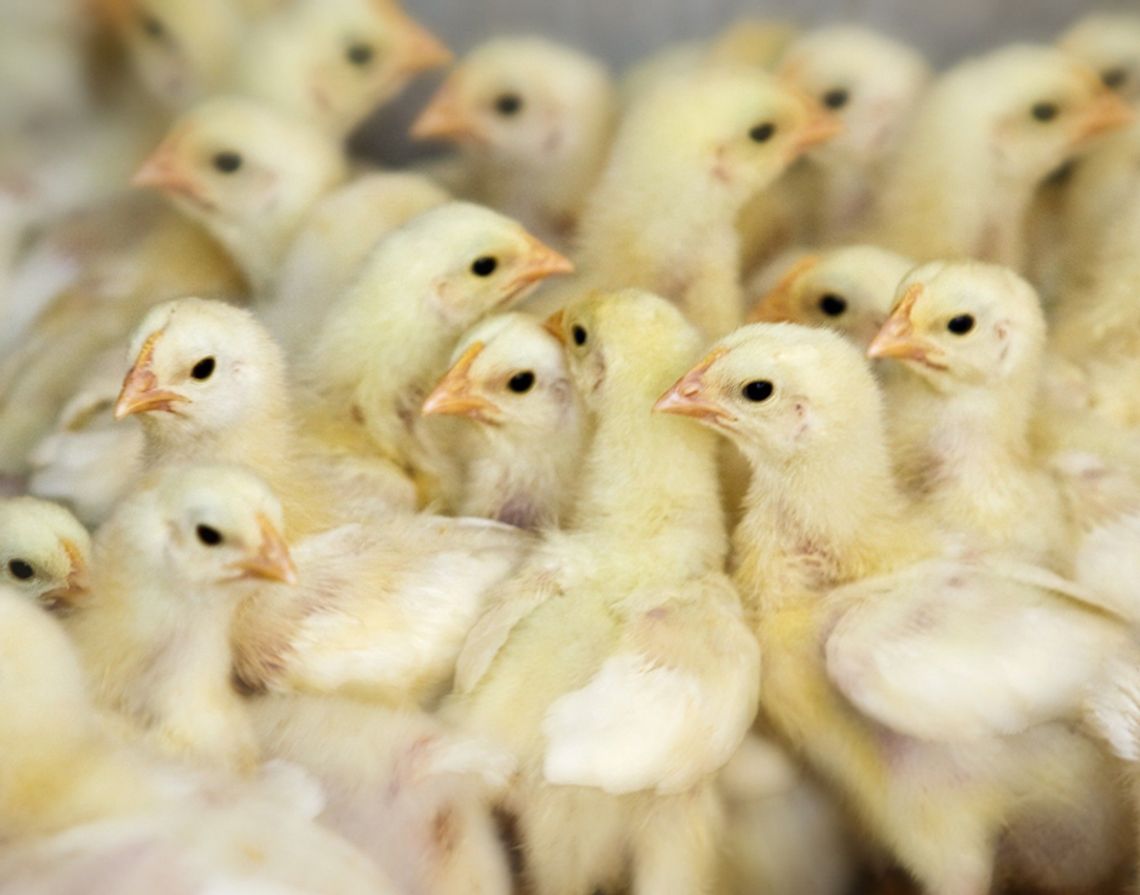 Wakker Dier: nog altijd plofkip bij de Lidl - Radar - het ...