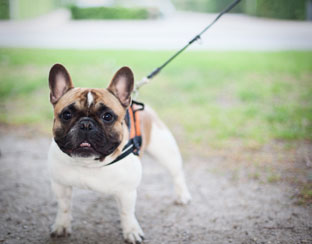 hond_riem312.jpg hond_riem312.jpg
