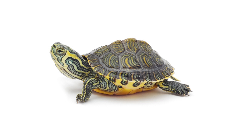 schildpad_780_1207.jpg schildpad_780_1207.jpg