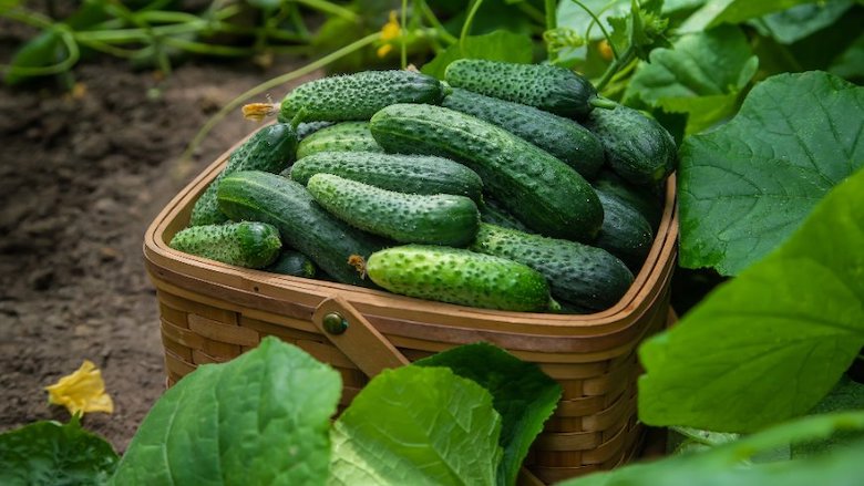 Landbouwproducten 2.jpg Landbouwproducten 2.jpg