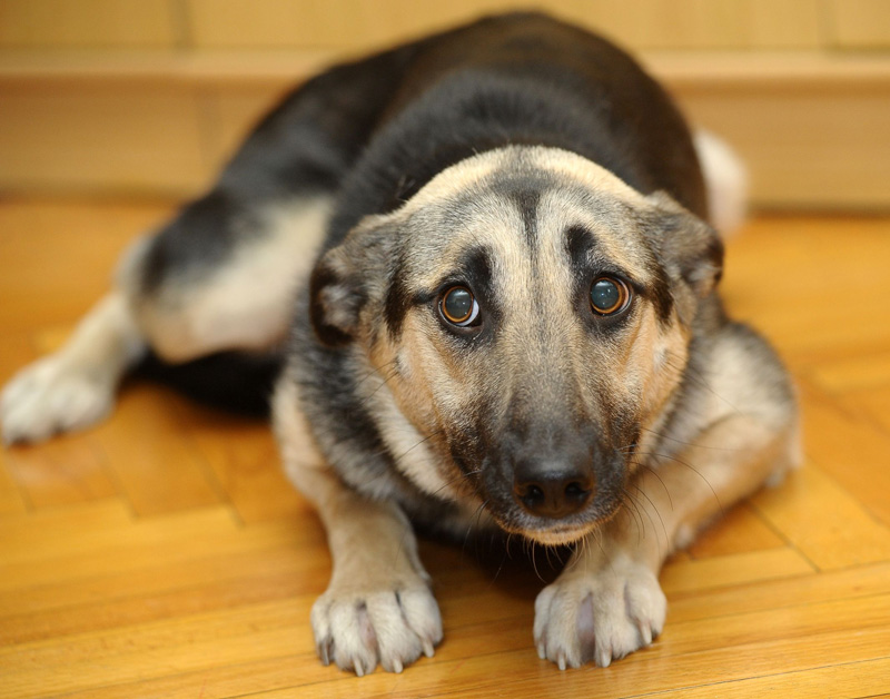 hond_03.jpg hond_03.jpg