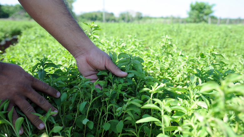 stevia-plantage-780.jpg