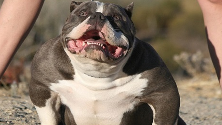 toad-bully-dier_recht-09012019.jpg toad-bully-dier_recht-09012019.jpg