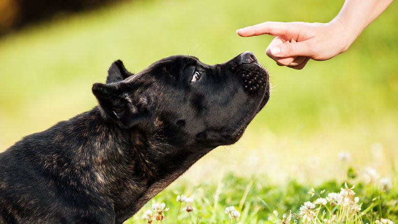 opleiding_cursus-hond-agressief-18517-780.jpg opleiding_cursus-hond-agressief-18517-780.jpg