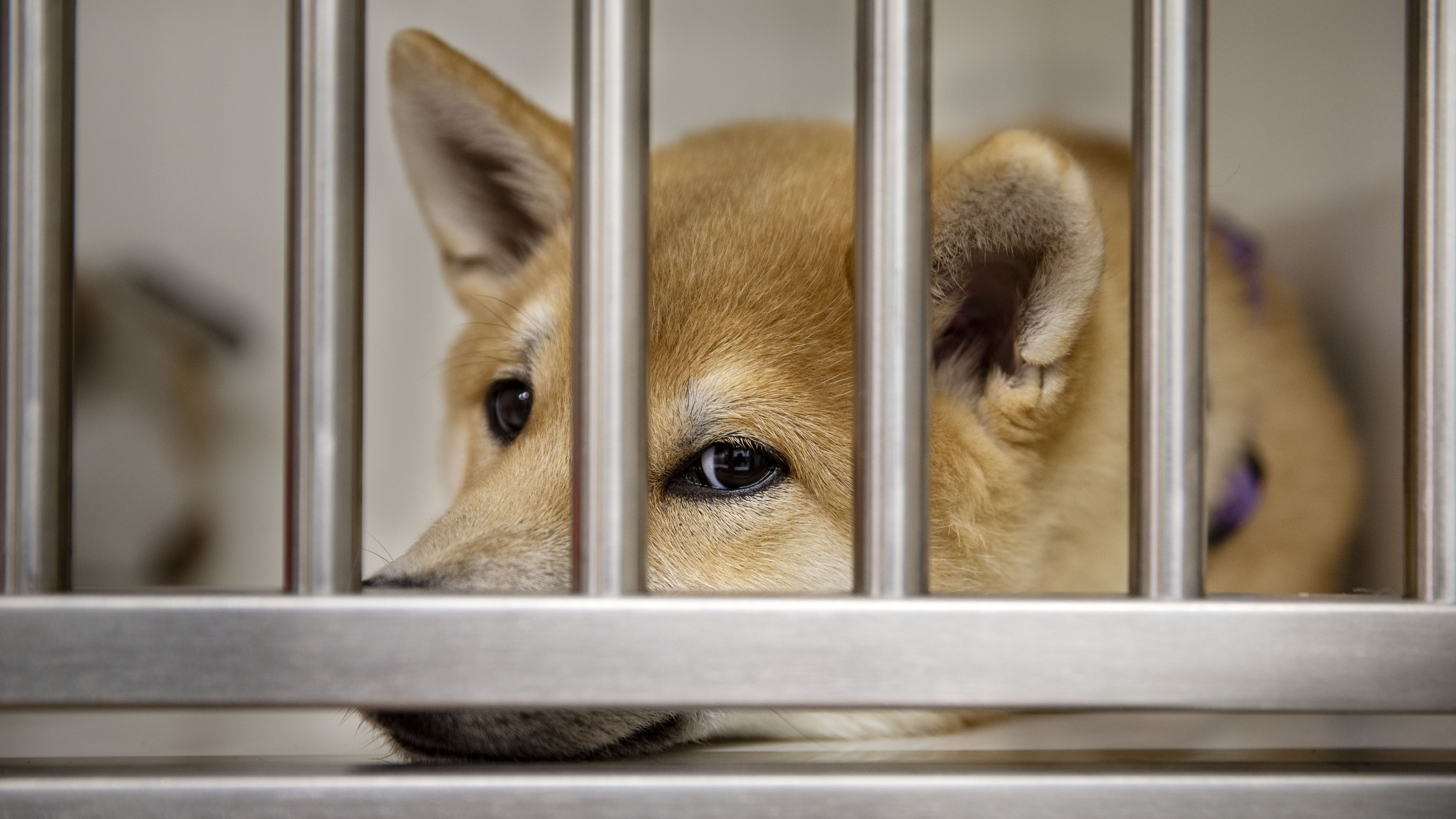 puppy.jpg puppy.jpg