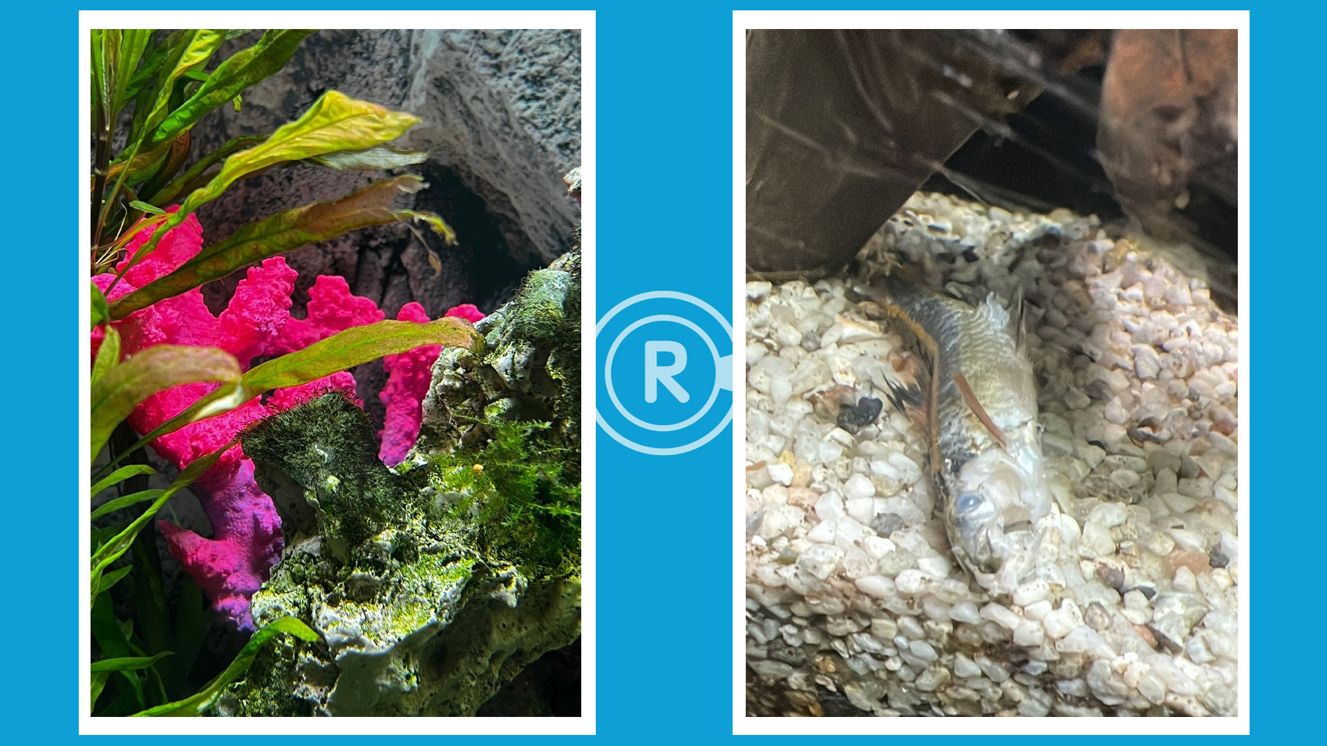 Aquarium 3 Aquarium 3