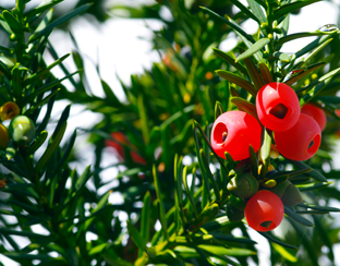 taxus_plant_besjes_312.jpg