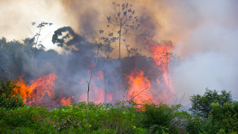 200827 ontbossing amazone.jpg