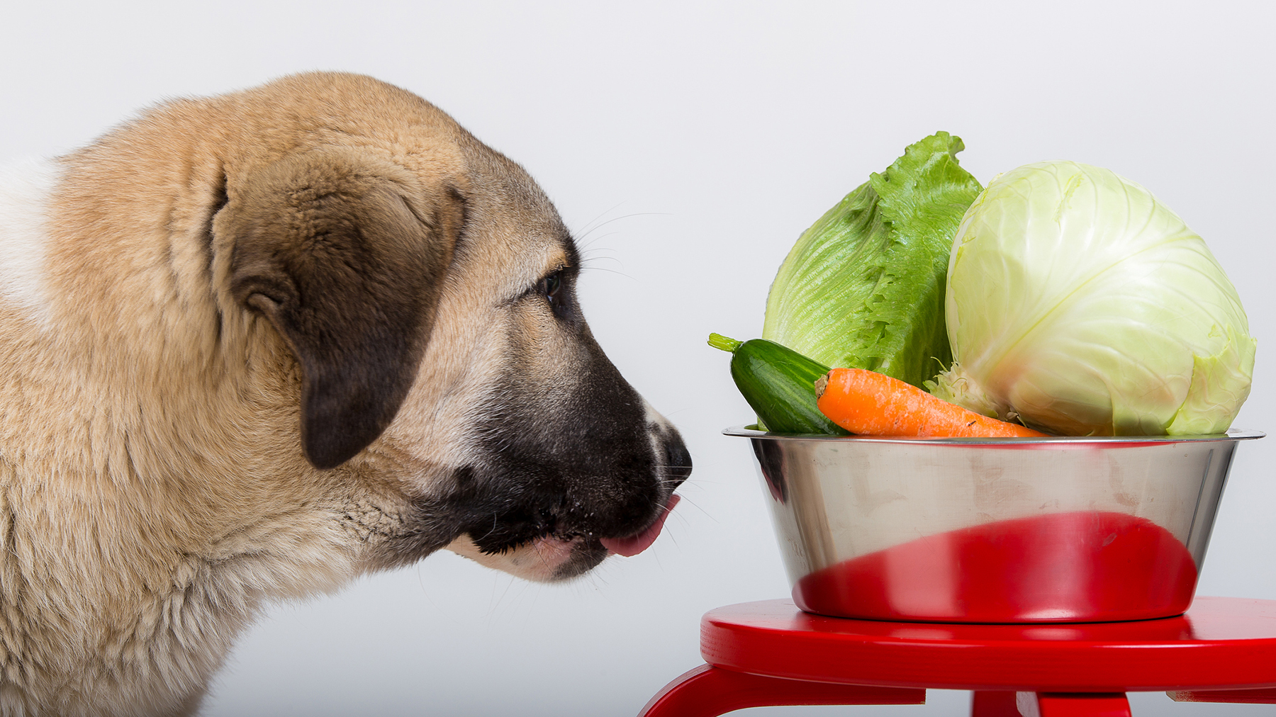 Vegetarian Dog Vegetarian Dog